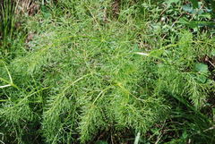 Ferulago galbanifera