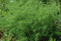 Ferulago galbanifera