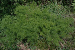 Ferulago galbanifera