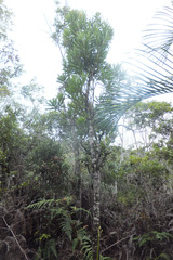Vernoniopsis caudata image