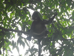 Trachypithecus obscurus