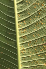 Coleosporium plumeriae