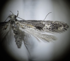 Blastodacna atra