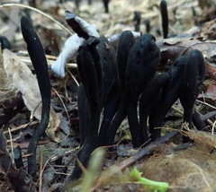Geoglossum nigritum