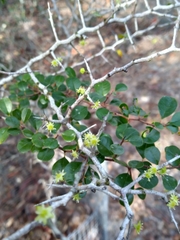 Pseudoziziphus celata