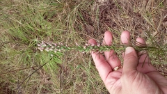Liatris punctata mucronata
