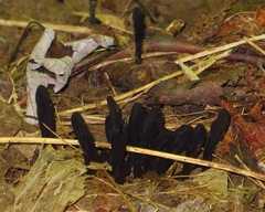 Geoglossum nigritum