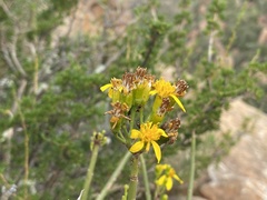 Senecio junceus