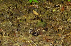 Geoglossum nigritum