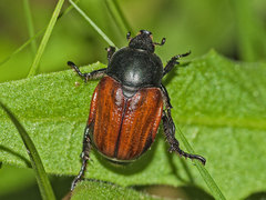 Anisoplia tempestiva