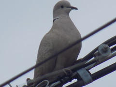 Streptopelia decaocto