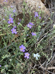 Jamesbrittenia pinnatifida