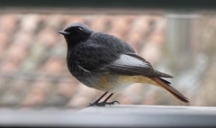 Phoenicurus ochruros