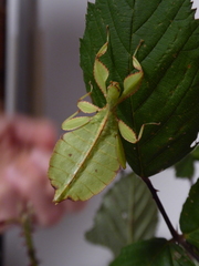 Phyllium philippinicum