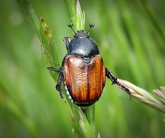 Anisoplia tempestiva
