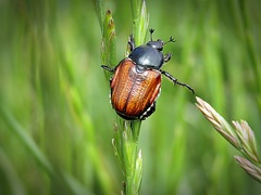 Anisoplia tempestiva