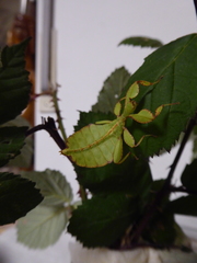 Phyllium philippinicum