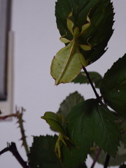 Phyllium philippinicum