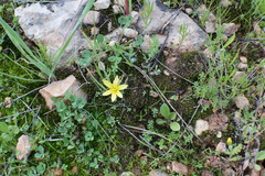 Gagea chlorantha