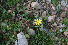 Gagea chlorantha