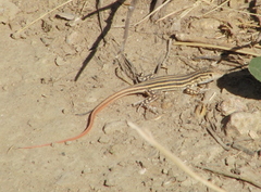 Acanthodactylus erythrurus