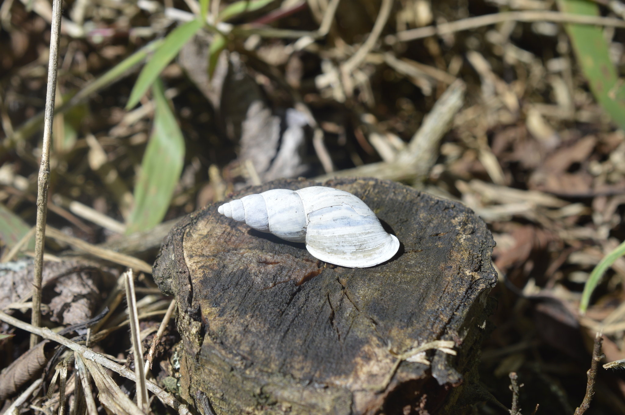 Bulimulidae image
