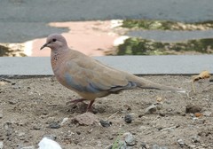 Streptopelia senegalensis