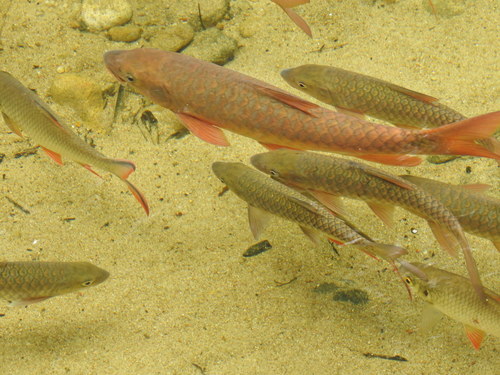 Semah-mahseer (Tor douronensis) — Cyprinidae