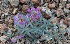 Oxytropis pumila