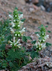 Panzerina canescens