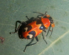 Dicranolaius c-pupureus