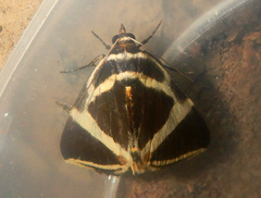 Fodina ostorius