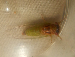 Palapsalta ligneocauda