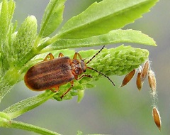 Galerucella calmariensis