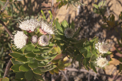 Leucospermum bolusii
