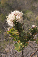 Leucospermum bolusii