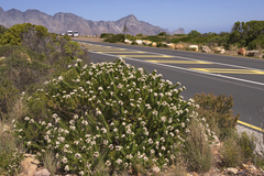 Leucospermum bolusii