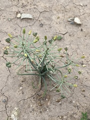 Albuca prasina