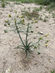 Albuca prasina