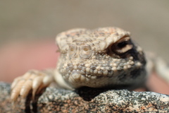 Phrynocephalus helioscopus