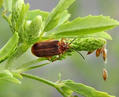 Galerucella calmariensis