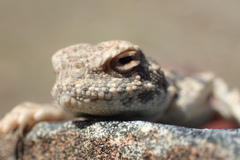 Phrynocephalus helioscopus