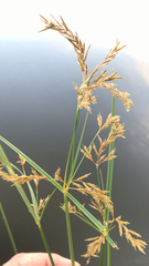 Cyperus fastigiatus