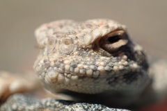 Phrynocephalus helioscopus