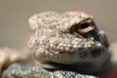 Phrynocephalus helioscopus