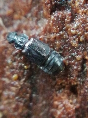 Omalium caesum