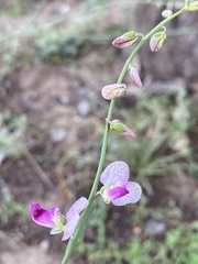 Polygala hottentotta