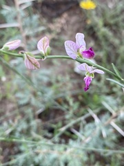 Polygala hottentotta