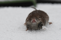 Crocidura russula