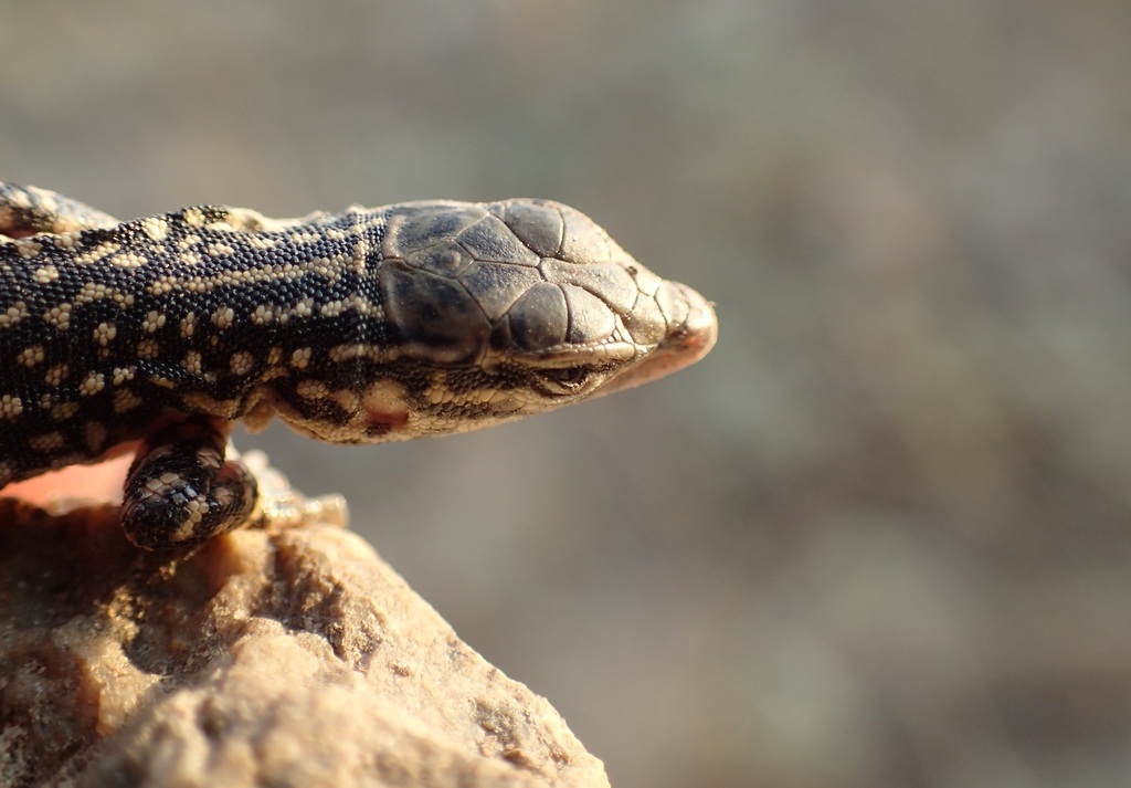 Dzungarian Racerunner